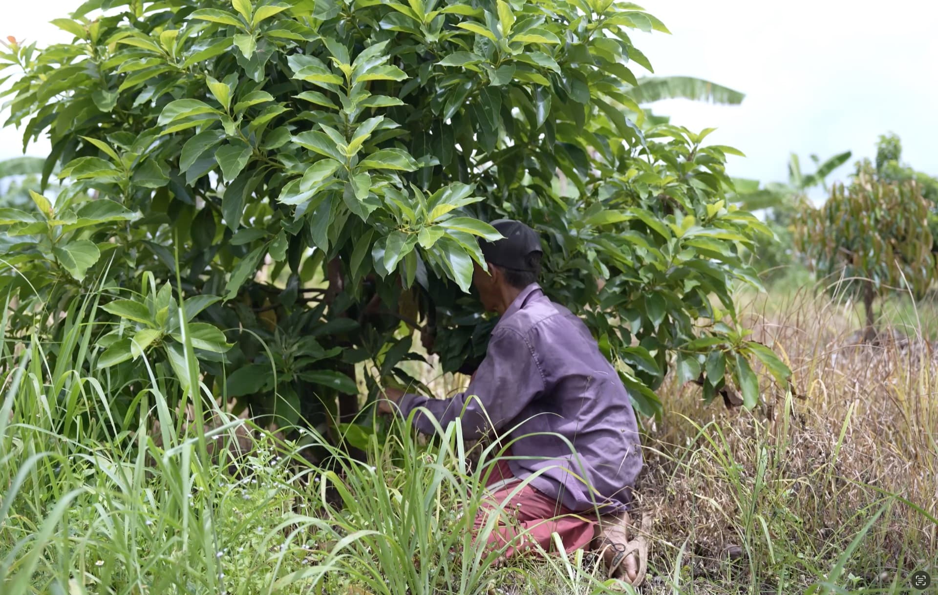 Farm worker tending a fruit tree at Eden Farm